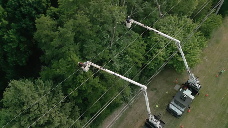 Best Tree Trimming and Pruning  in Rothschild, WI